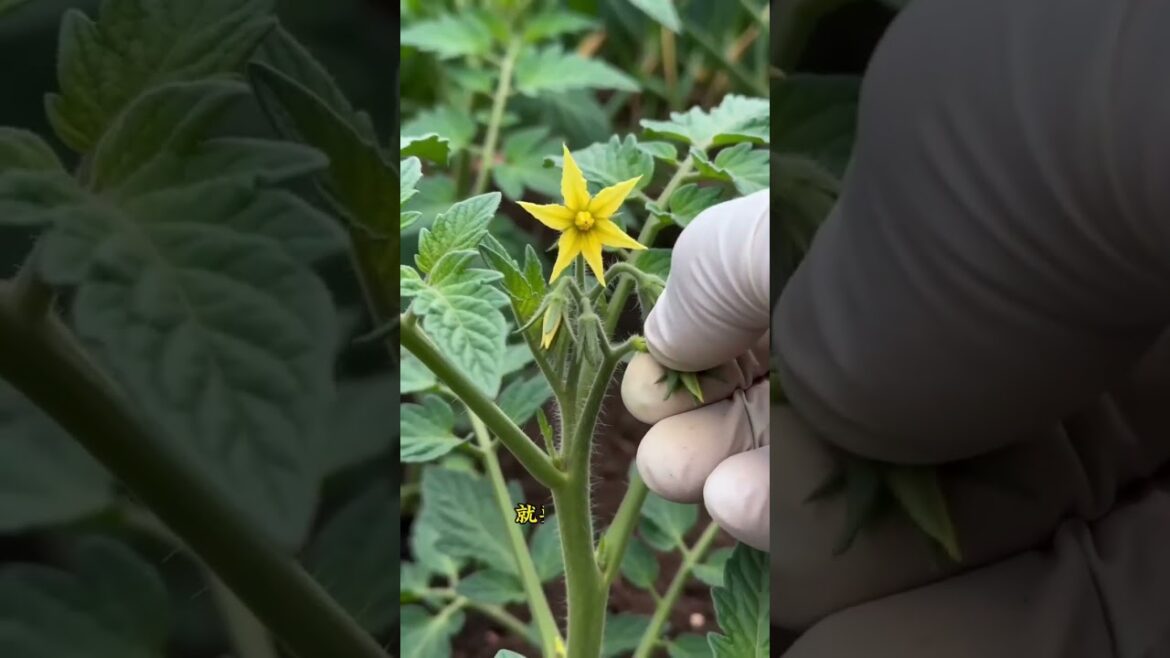 Maximize Tomato Harvest: 6 Essential Tips for High Yields