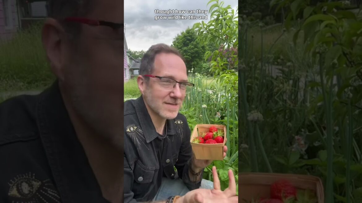 Fixing the Problem with STRAWBERRIES!!!