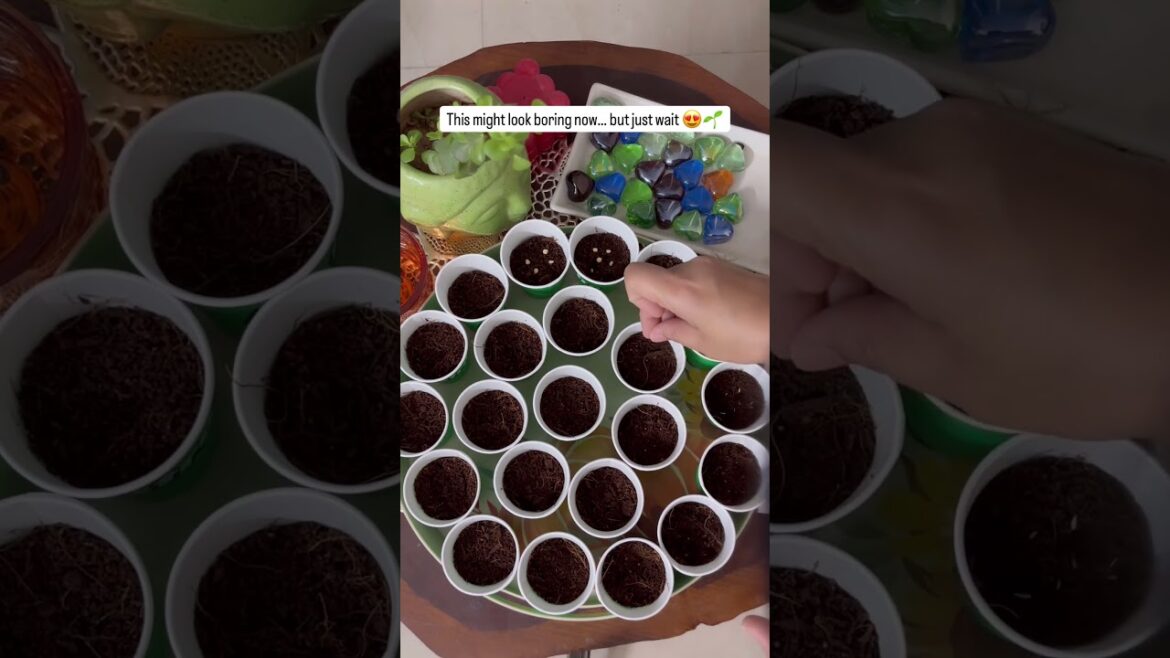 #gardening #garden #plantlover #plants #plantsofindia #trending #viral #shorts #gardeningtips @Ugaoo