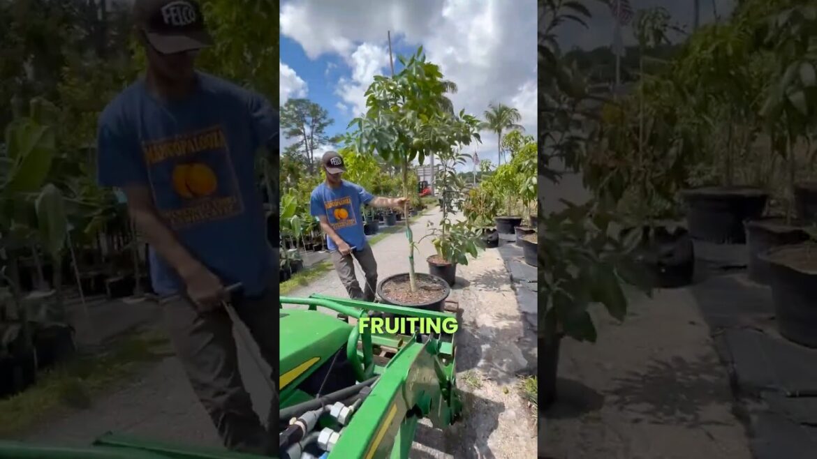 Plant This Cold-Hardy Tropical Fruit Tree!