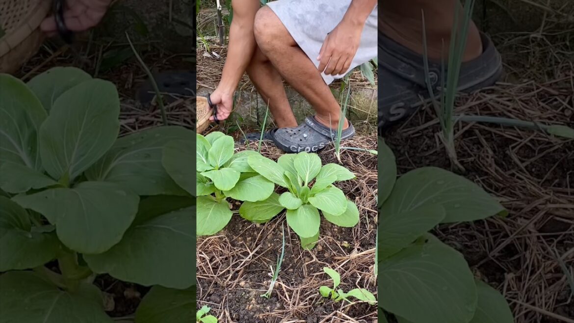 Harvesting organic cabbage 🥬 #farming #gardening #vegetablegardening #garden
