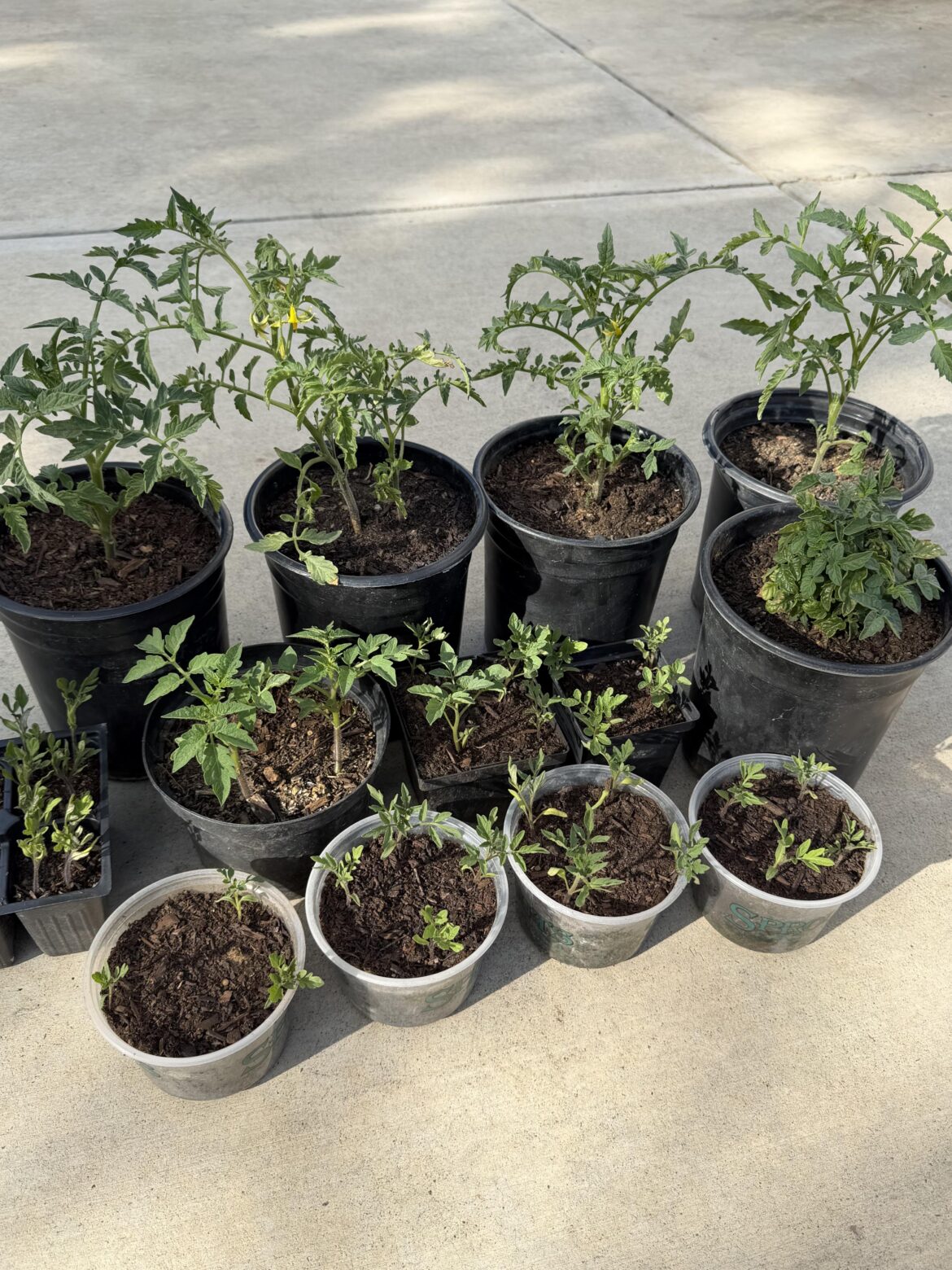 This year's tomato plants! 🍅 Might have started too many seedlings