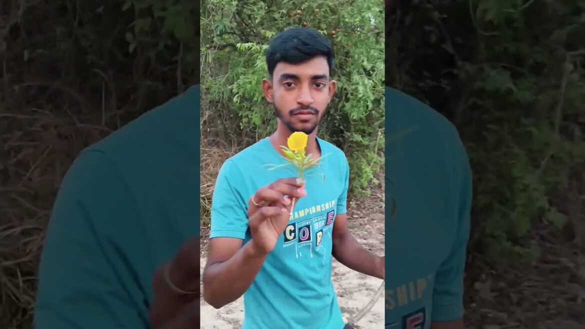 মাঠে এসেও গাছ চুরি করলাম! 😱🪴#minivlog#gardendesign#gardeningtips#gardening#nature#plants#vlog#viral