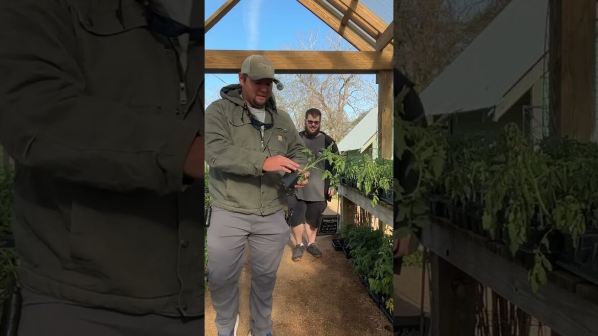 Your Tomatoes Are Dying Because You Picked the Wrong Variety #gardening #plants #tomatotips