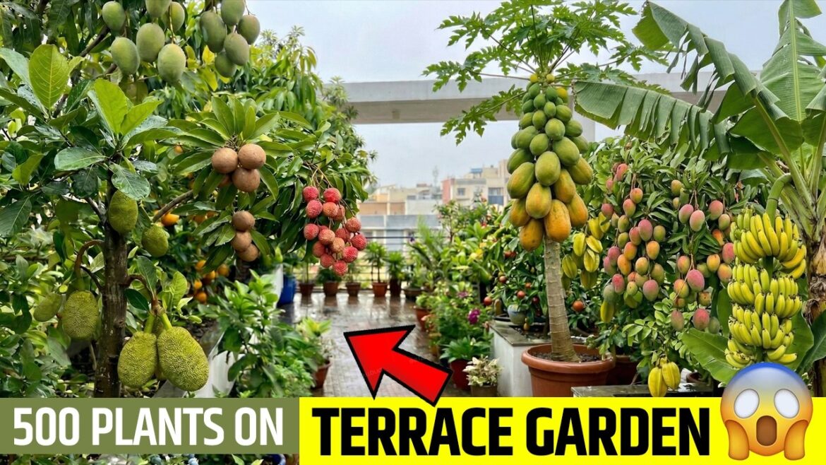 Terrace garden l terrace farming l rooftop garden l balcony garden l Blooms and Landcare Terrace garden l terrace farming l rooftop garden l balcony garden l Blooms and Landcare