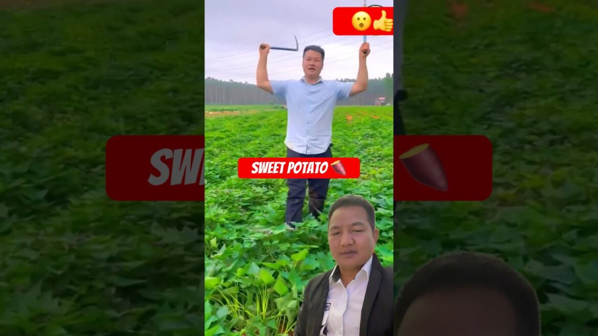 Suthuni khanne aujar #farming #gardening #tools #harvesting #sweetpotato #agriculture #works #shorts