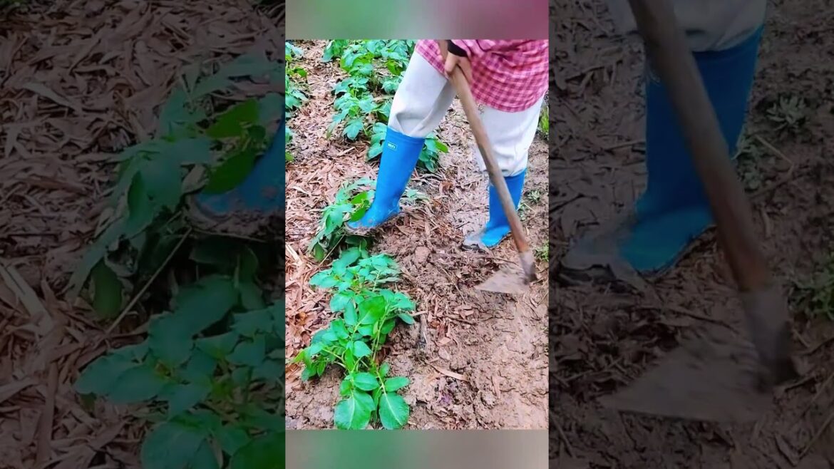 Stop Planting Potatoes Wrong! Do This for a Bumper Crop #shorts #plantingtips Stop Planting Potatoes Wrong! Do This for a Bumper Crop #shorts #plantingtips