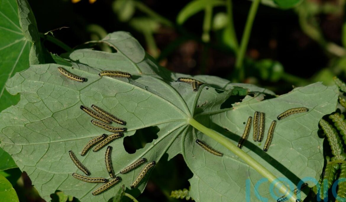Why caterpillars shouldn’t be viewed as garden pests Why caterpillars shouldn’t be viewed as garden pests