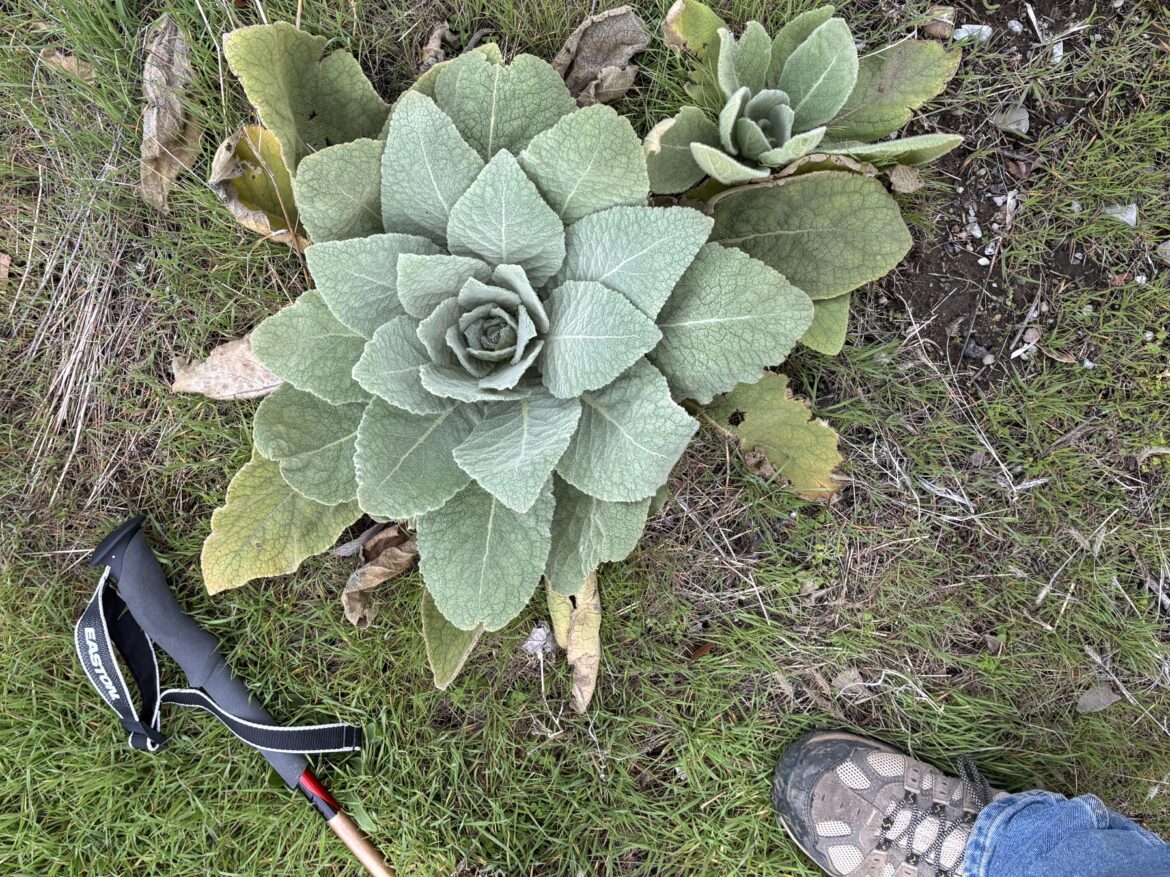 Mullein? Mullein?