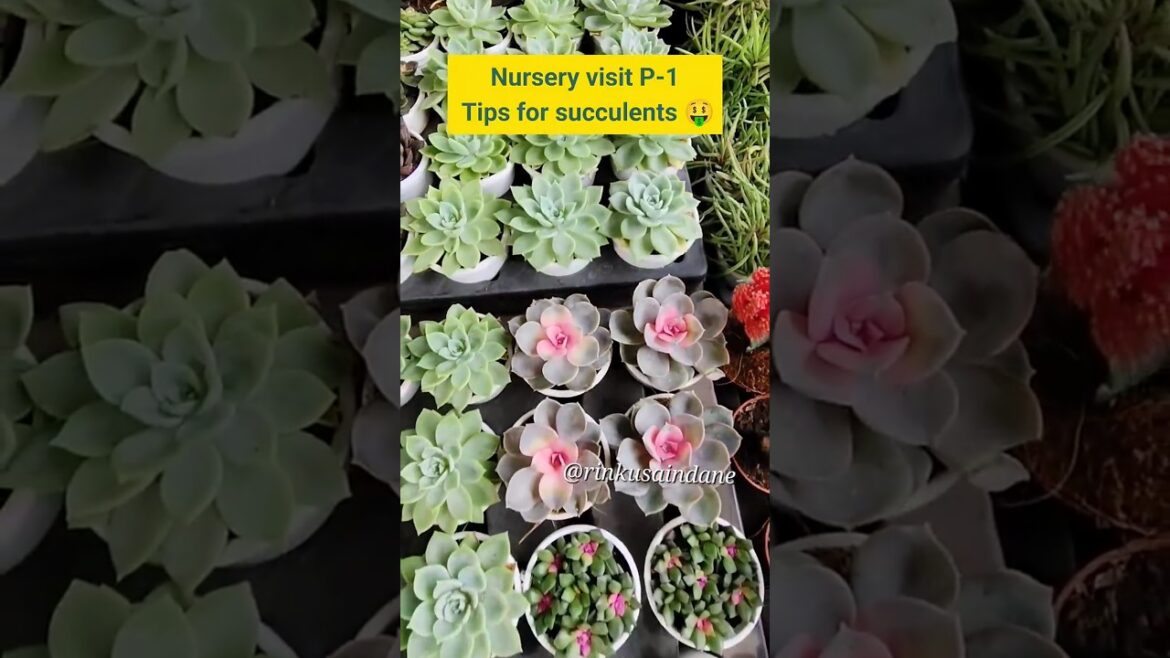 Tips for succulents🤑Nursery visit P -1 #trending #shorts #succulents #viralvideo #rinkusaindane