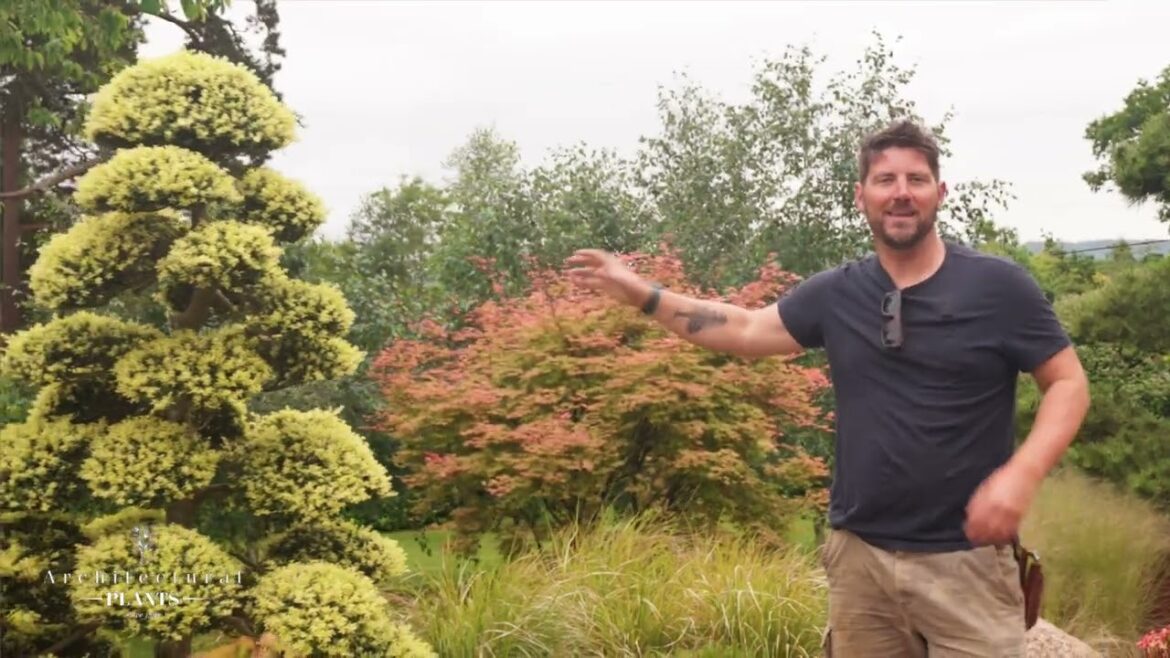 Japanese Garden Design: Structure, colour, movement & changing interest all year long. Japanese Garden Design: Structure, colour, movement & changing interest all year long.