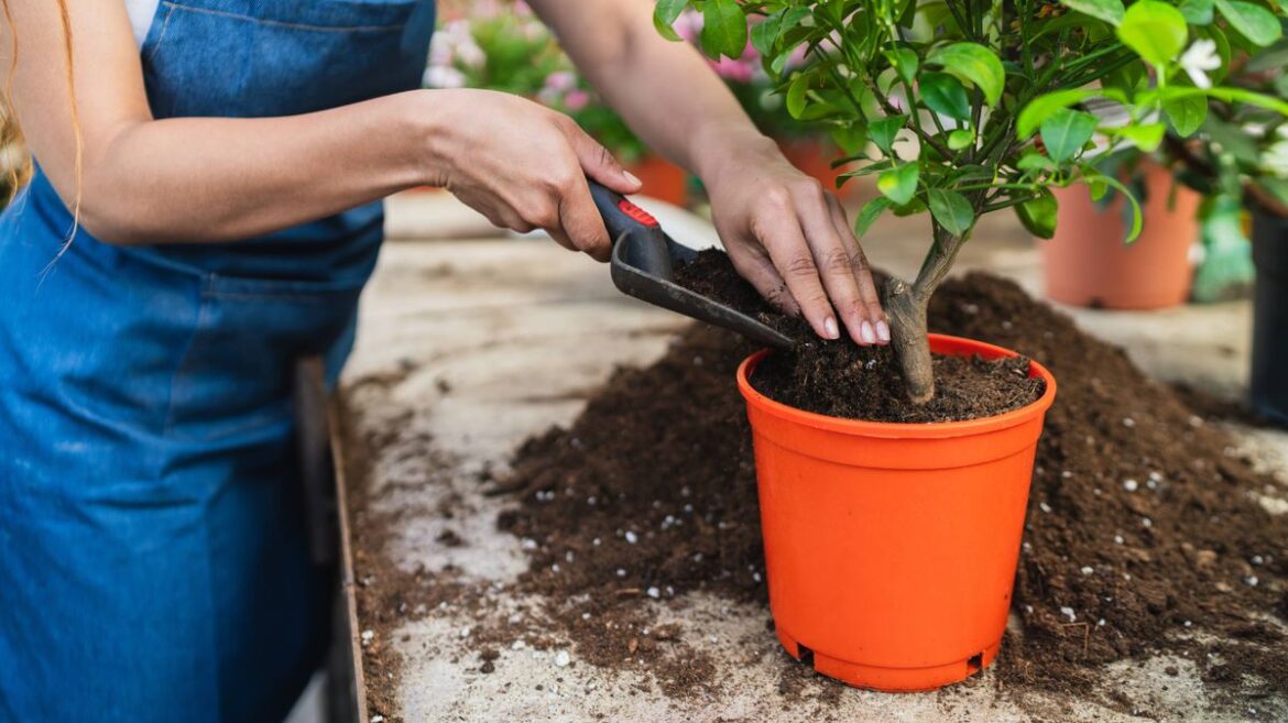 Gardeners warned to avoid overlooked mistake with potted plants — or risk ‘starvation’ Daily Mirror