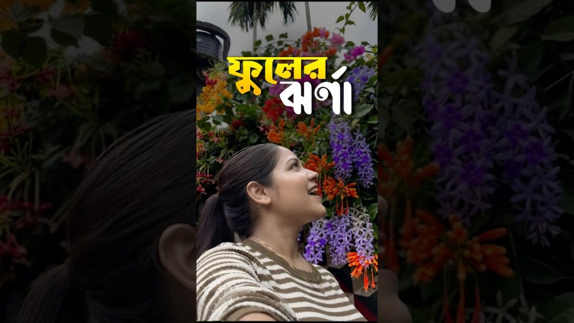 নীলমনিলতা, orange trumpet vines, বোগেনভিলিয়া 😳🌿 #lifestyle #minivlog #shorts #gardening #bengali নীলমনিলতা, orange trumpet vines, বোগেনভিলিয়া 😳🌿 #lifestyle #minivlog #shorts #gardening #bengali
