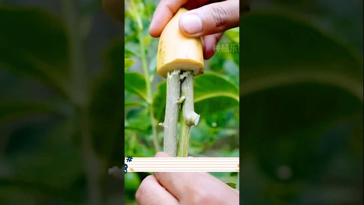 helpful home garden tips #gardening#homegarden#shorts#short