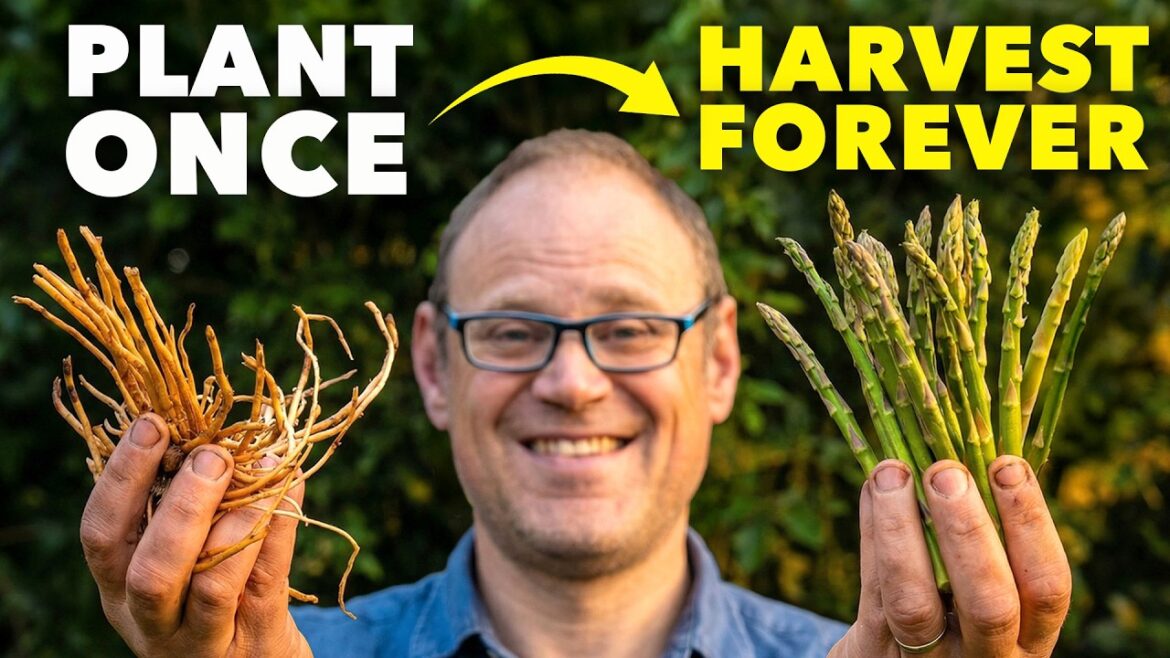 Why Lazy Gardeners are Obsessed with This Perennial Why Lazy Gardeners are Obsessed with This Perennial