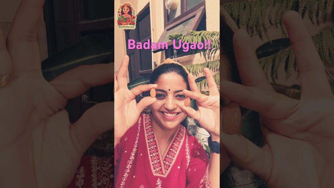 Ghar par Badam kaise ugayein? Easy Trick! (Only 4 Days) ⏳🌱 Ghar par Badam kaise ugayein? Easy Trick! (Only 4 Days) ⏳🌱