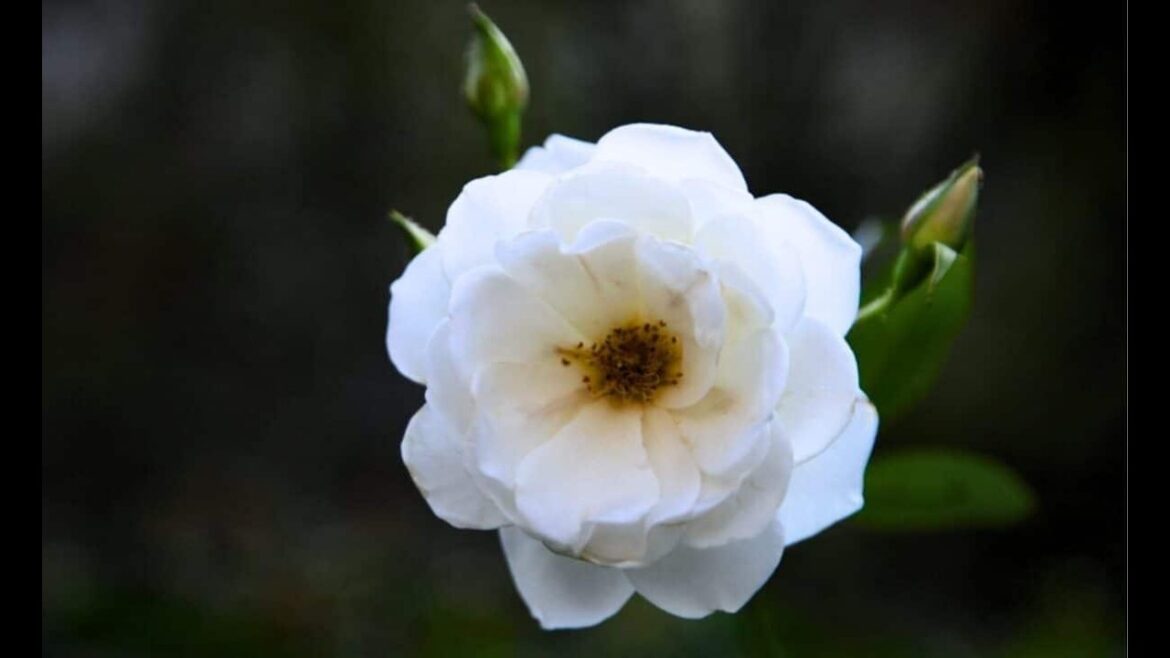 Unbelievable! This Climbing Rose Blooms Nonstop and Looks Stunning
