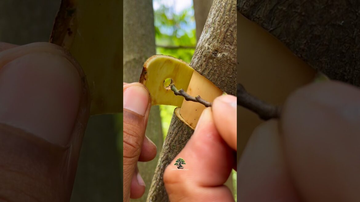 beautiful grafting tips 🌱 #grafting #nature #garden #plants #craft #diy