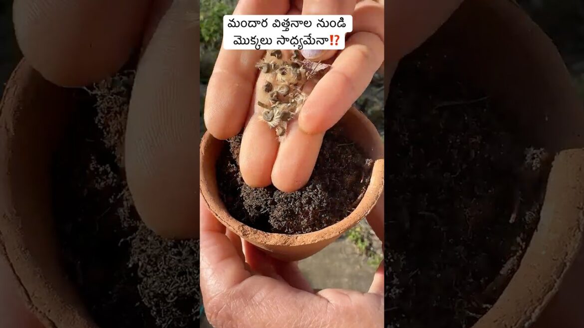 మందార మొక్క  విత్తనం నుండి పెంచుతున్న… #gardeningtips #hibiscusseeds #telugushorts #ytshorts