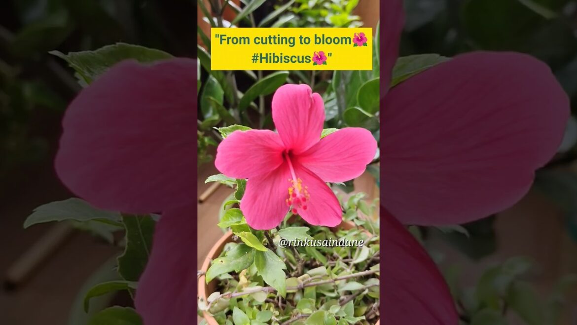 🌺 "गुड़हल को कटिंग से कैसे ग्रो करे– Easy Trick!" #shorts #gudhalcutting #hibiscus #trending