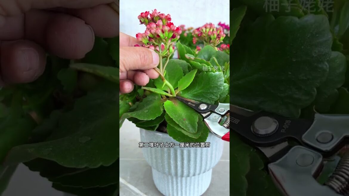 Revive Your Kalanchoe's Bloom with Easy Pruning Tips