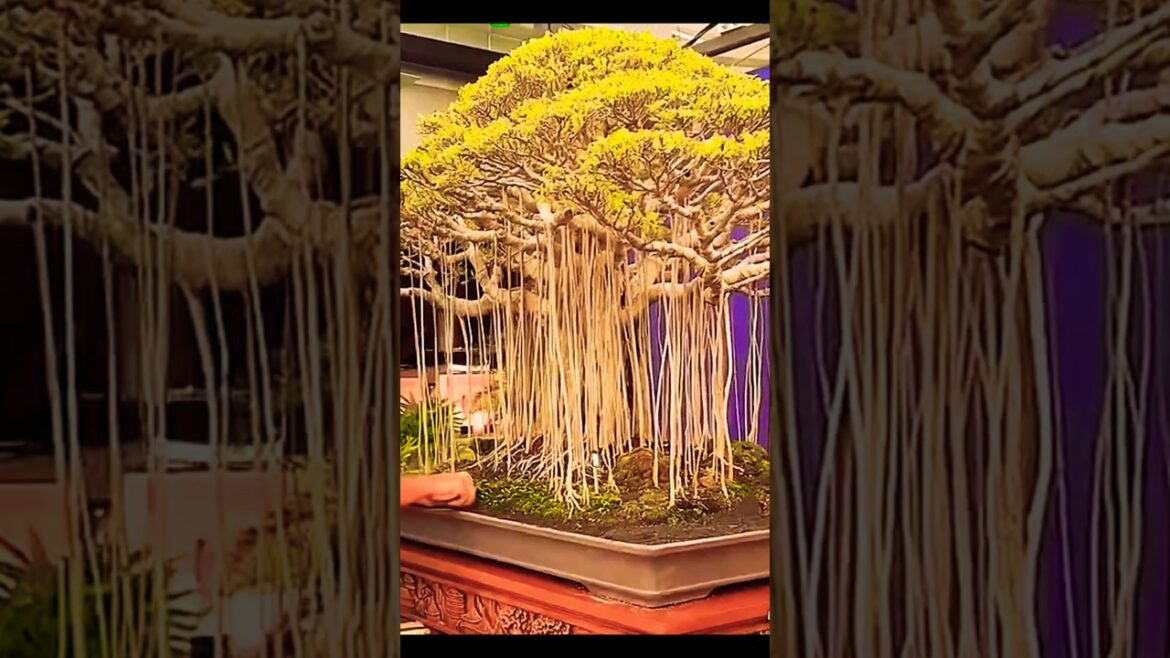I Built A Bonsai Garden In My Backyard I Built A Bonsai Garden In My Backyard