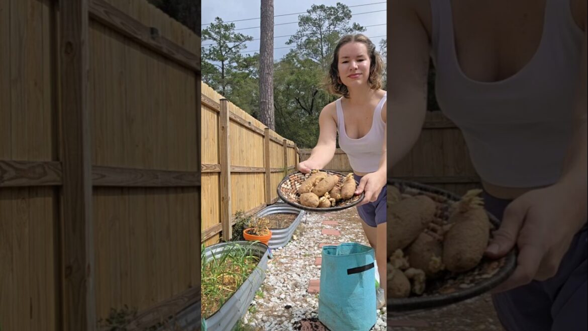 How to Grow Potatoes π₯ #growingfood #growingpotatoes #gardenlife #backyardgarden #floridagardening How to Grow Potatoes π₯ #growingfood #growingpotatoes #gardenlife #backyardgarden #floridagardening