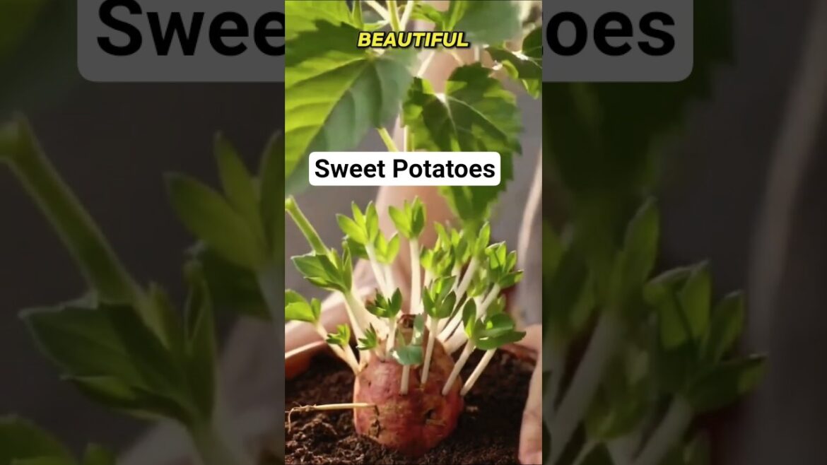 DON’T Throw Away Sweet Potato… Grow It At Home!!! 🍠🌱 #shortvideo #shorts DON’T Throw Away Sweet Potato… Grow It At Home!!! 🍠🌱 #shortvideo #shorts