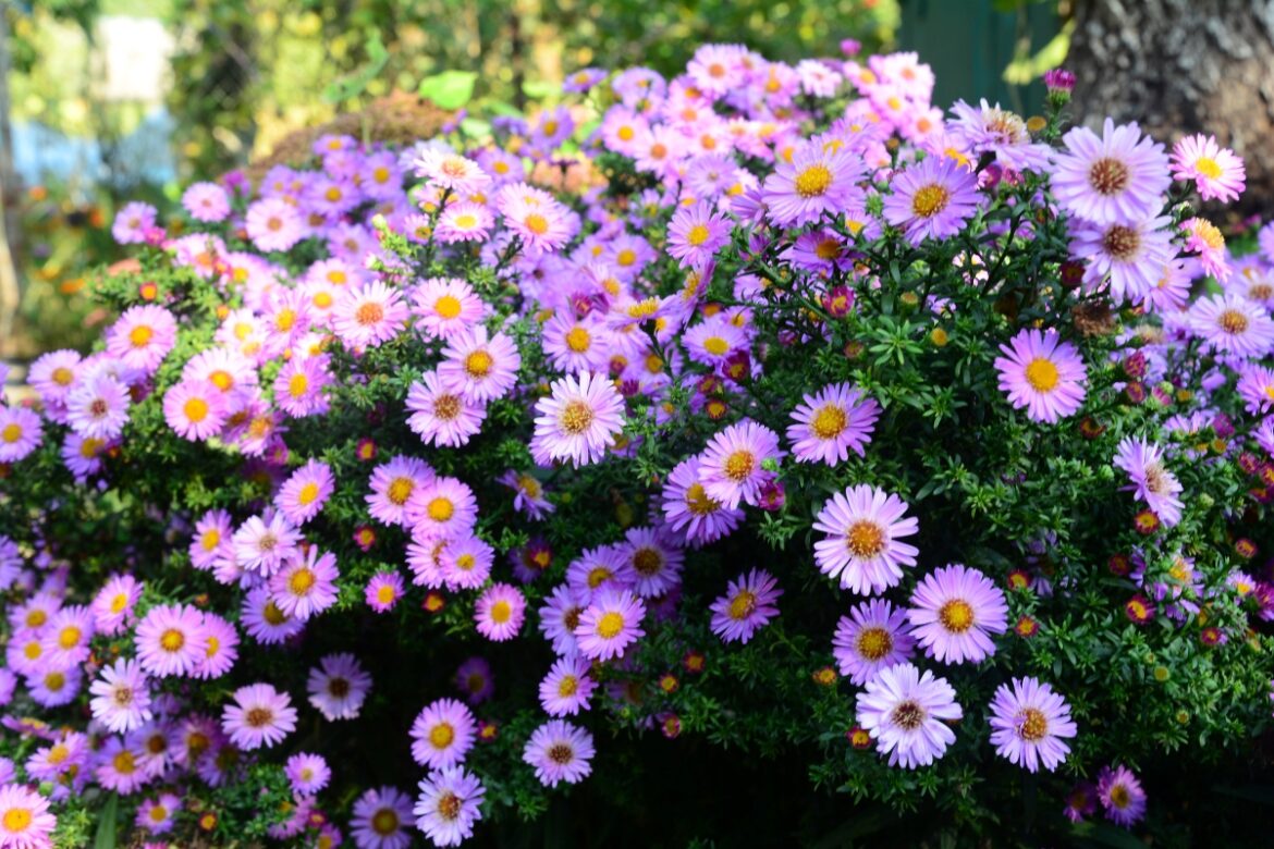 Foolproof Flowers for a Colorful Garden: Our 10 Favorites