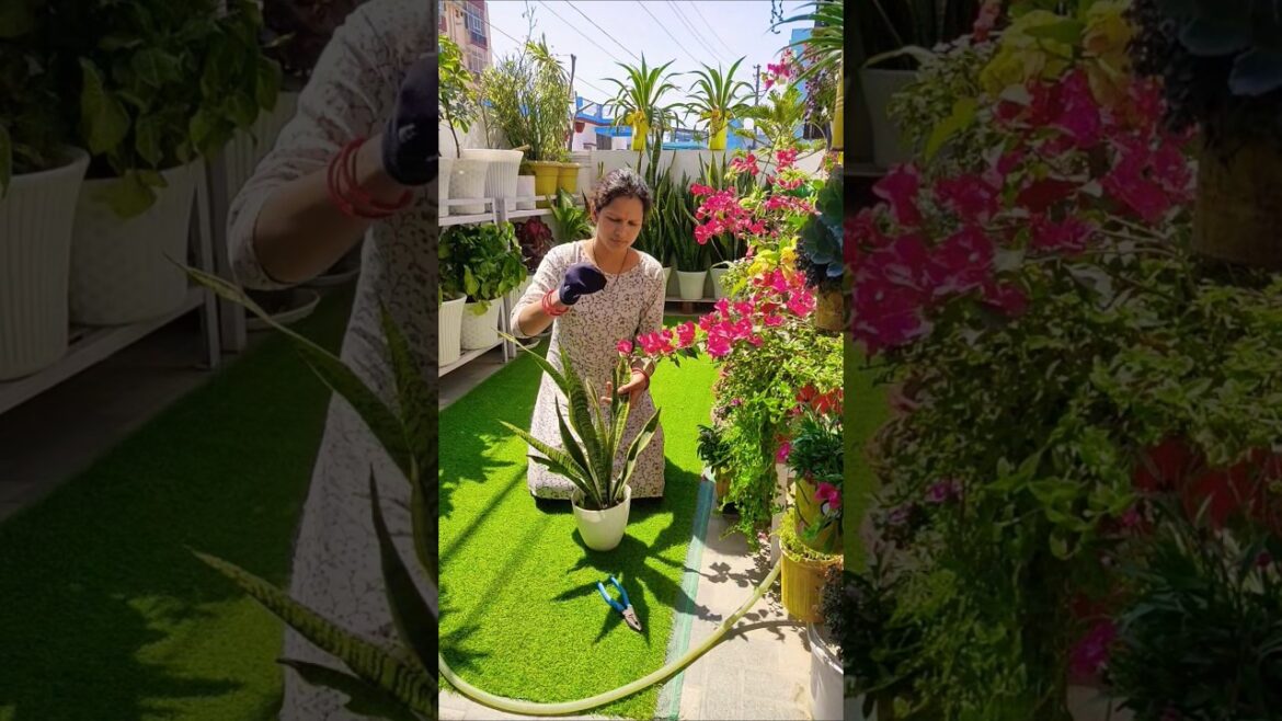 plants care tips for garden 🍃♻️ remove dust from leaves #naturalplants#naturalbeauty#ytshorts