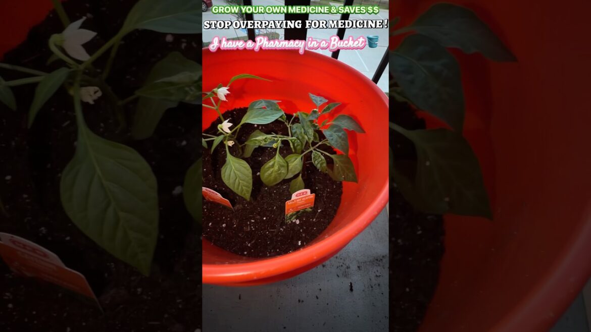 Grow Your Own Medicine in a Bucket (Cayenne & Jalapeños)