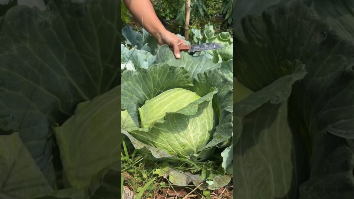 Harvesting Satisfying Cabbage 🥦🥦🥦 #gardening #agriculture #farmer #farming #satisfying Harvesting Satisfying Cabbage 🥦🥦🥦 #gardening #agriculture #farmer #farming #satisfying