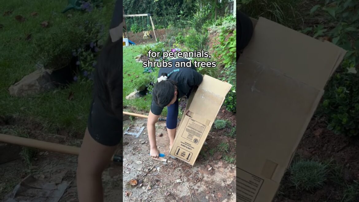 $0 garden transformation