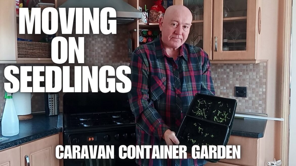 Moving On Seedlings [Container Gardening ]