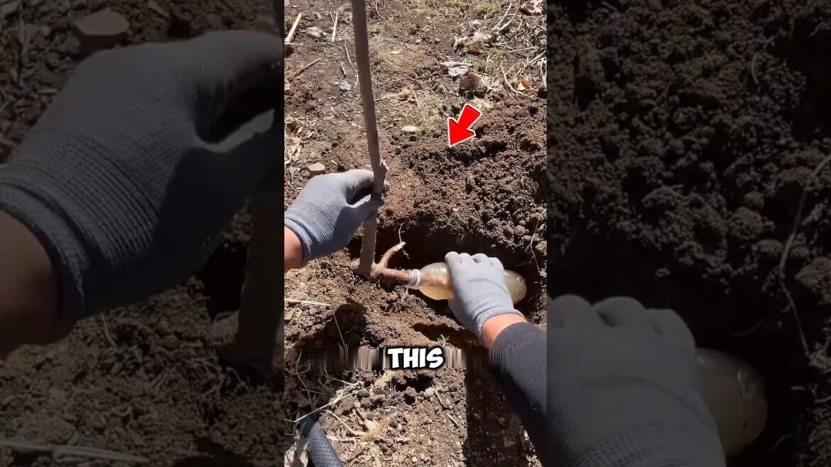 How to Grow Plants Faster with Less Water 🤯