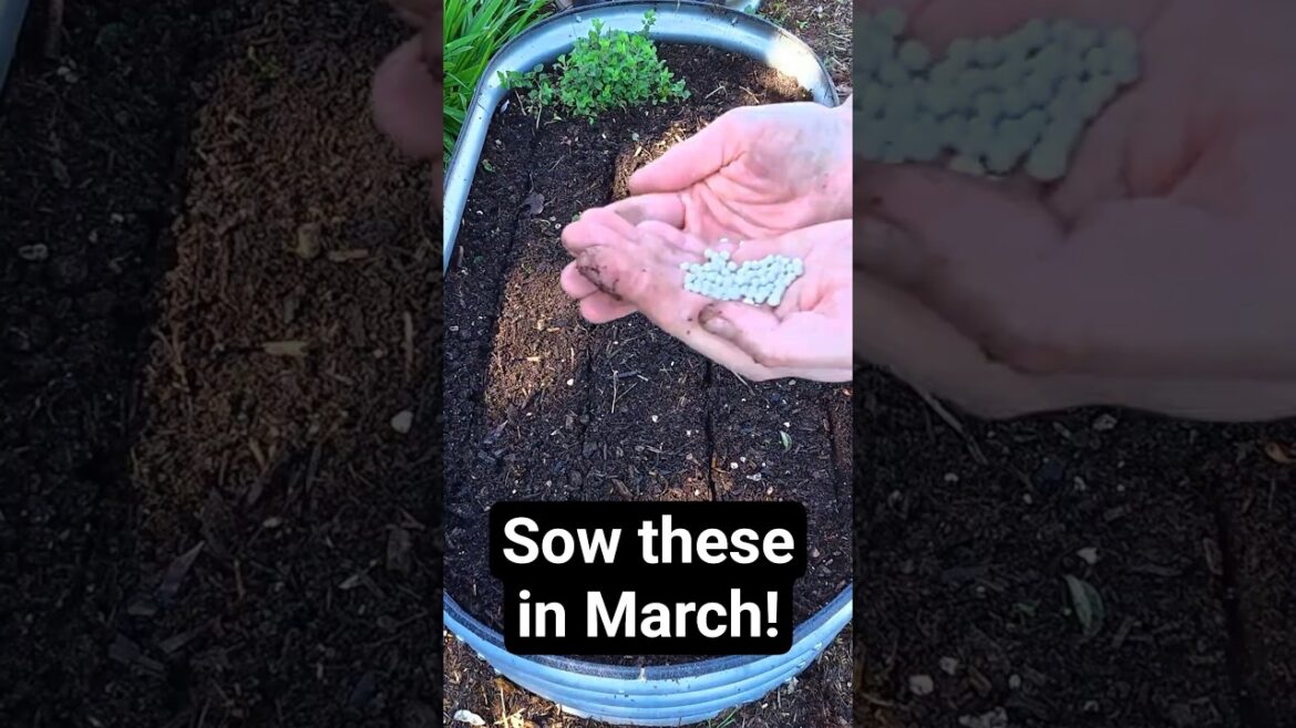 3 Vegetables I Sow BEFORE March Ends