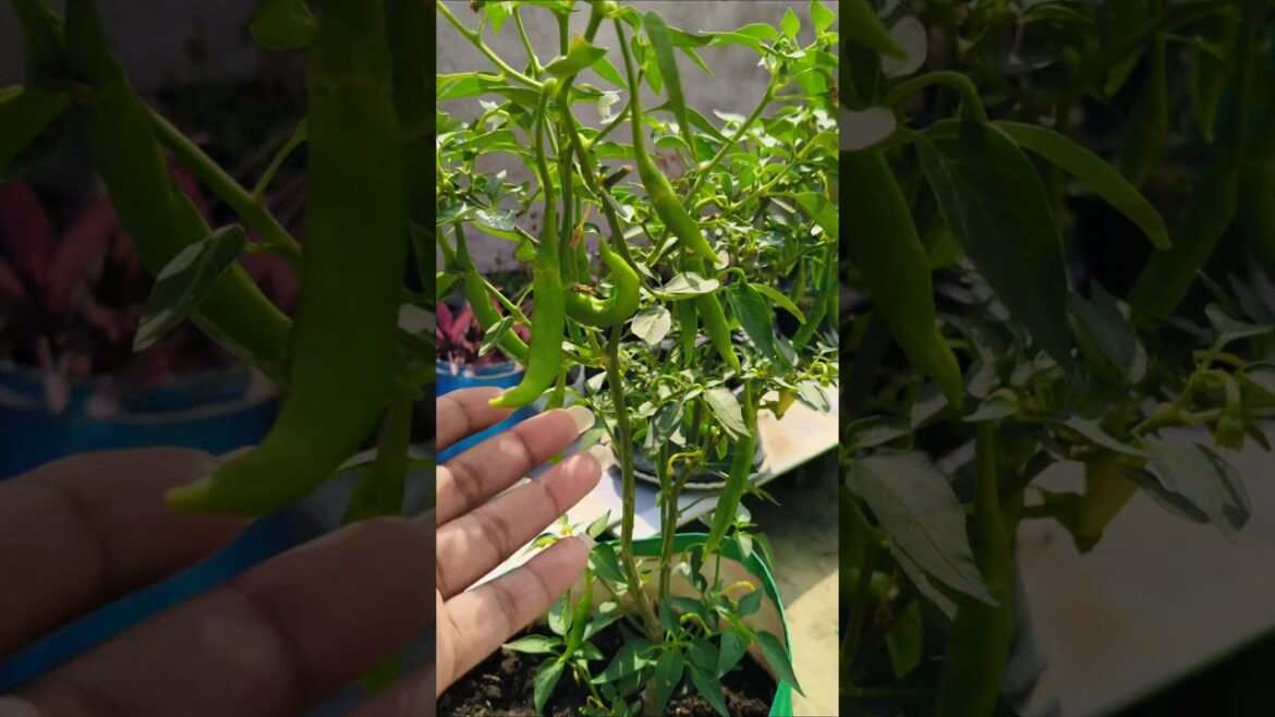 😱mirch plant care 🌶️ #gardening #organicgardening #viral #plants #tips