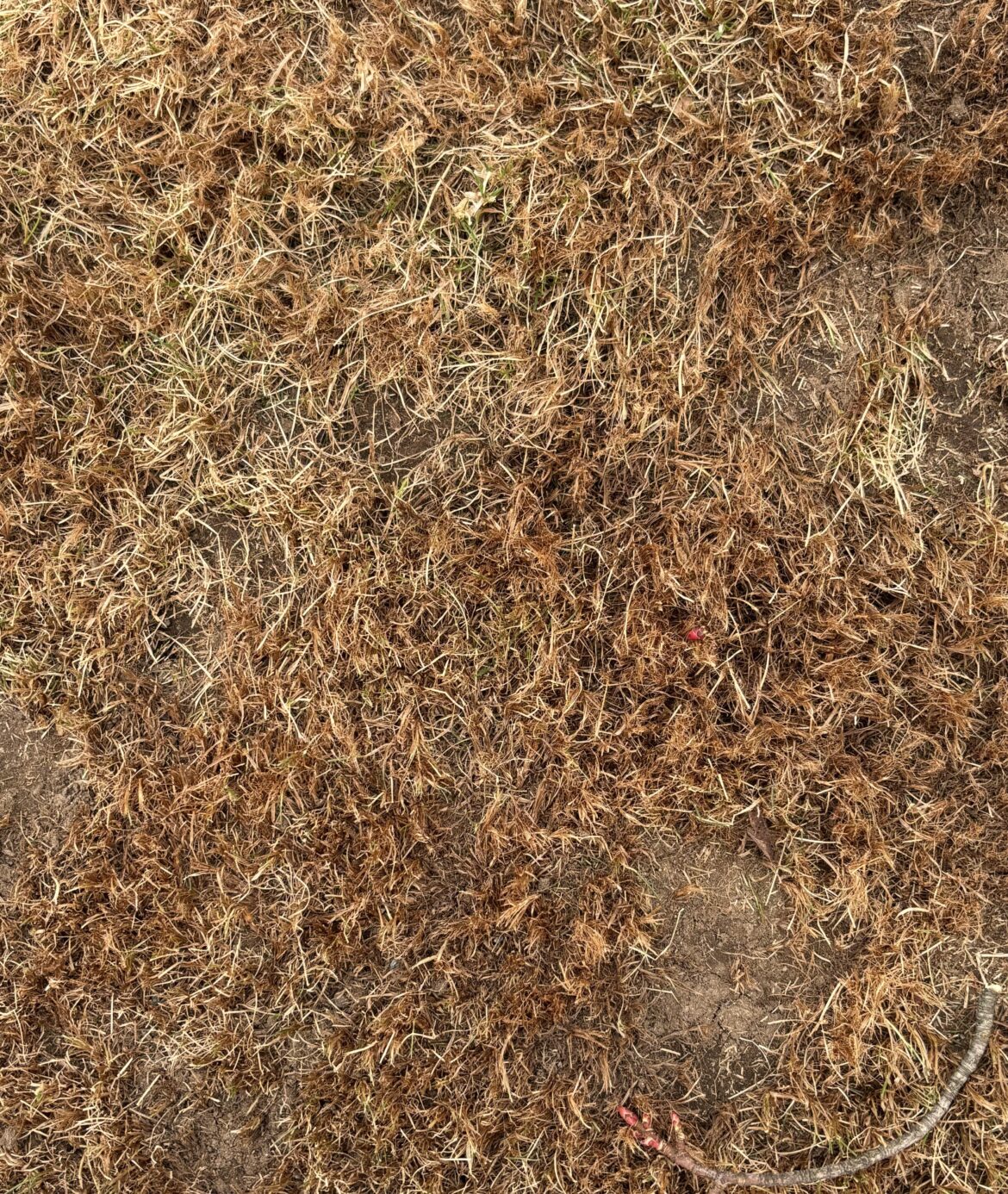 Brown grass