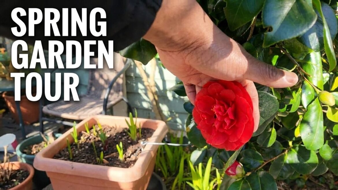 Spring Garden Plans & Projects March 2026 Garden Walk Spring Garden Plans & Projects March 2026 Garden Walk