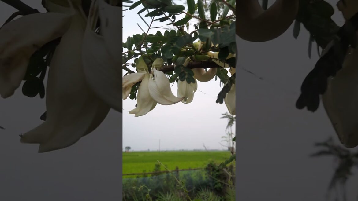 #বকফুল #ytshorts #shorts #garden #plants #gardening