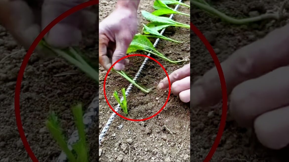 STOP Your Seedlings From Dying! 🛑🌿 #farming #gardening #tips STOP Your Seedlings From Dying! 🛑🌿 #farming #gardening #tips