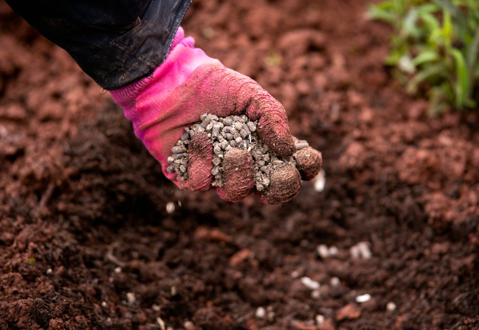 gardener adding chicken manure pellets to soil ground for planting in garden. gardener adding chicken manure pellets to soil ground for planting in garden.