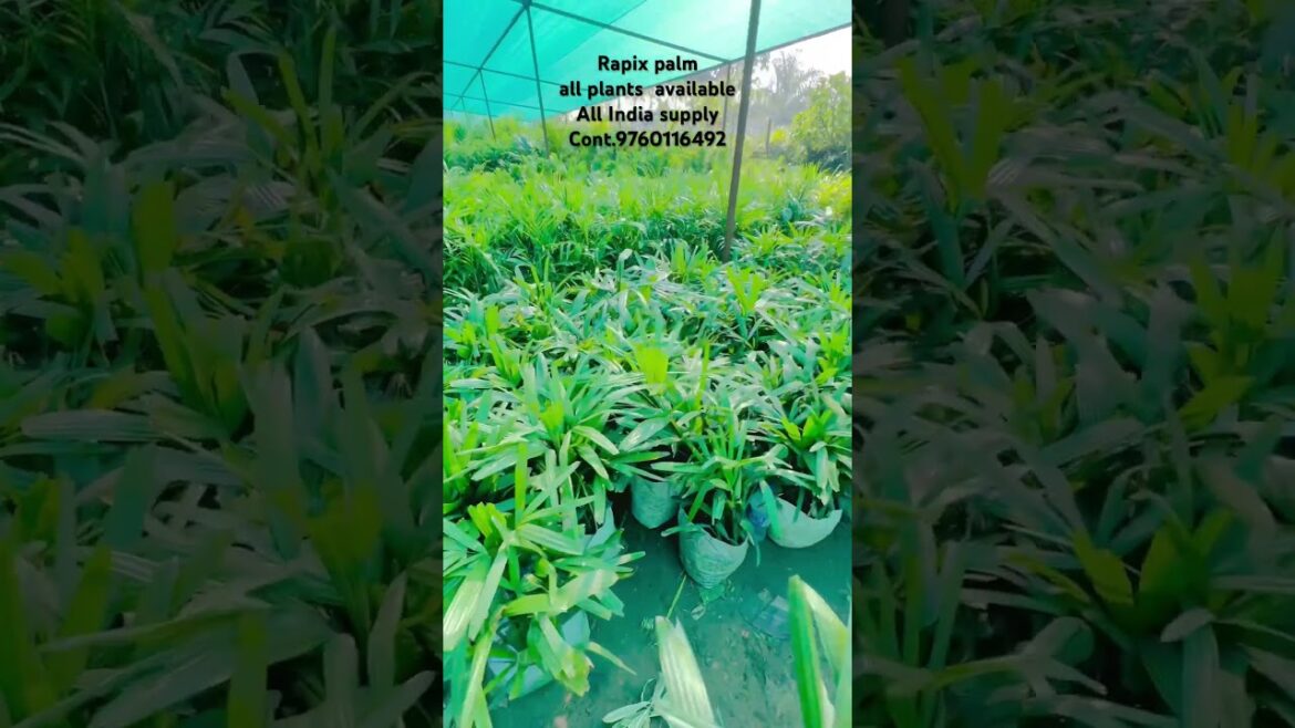 Rapix palm all India supply #shortsvideo #garden #plants cont.9760116492