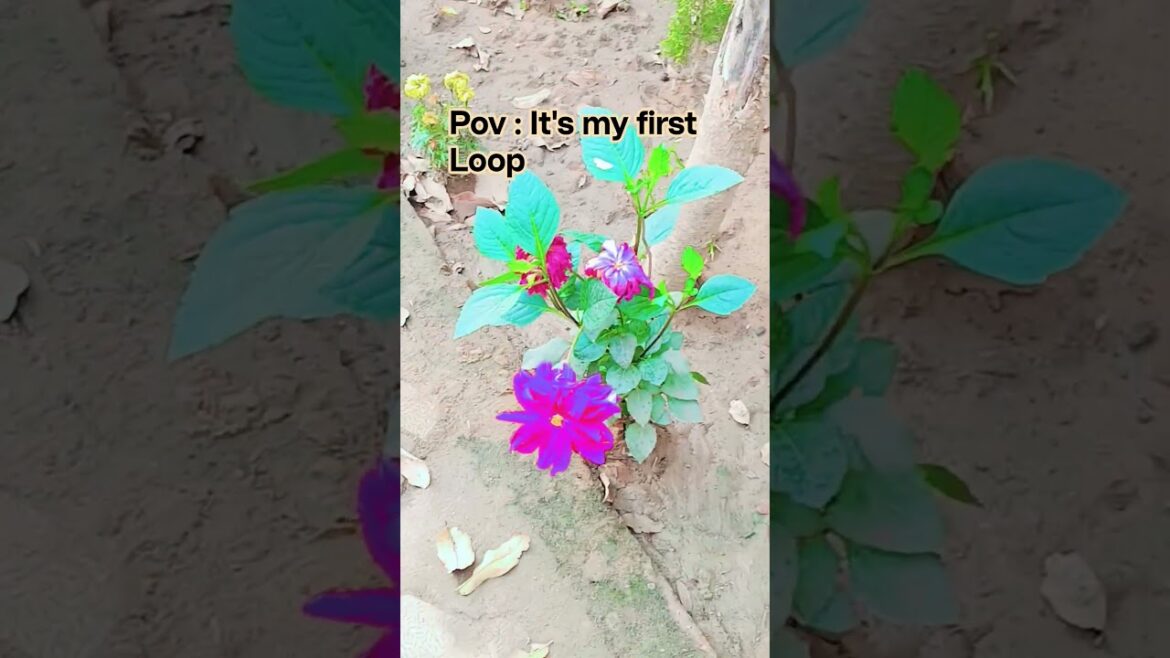 prove it’s my first Loop./Shrutikriti #trendingshorts #shortsfeed #viralvideo #reels#trend #shorts. prove it's my first Loop./Shrutikriti #trendingshorts #shortsfeed #viralvideo #reels#trend #shorts.