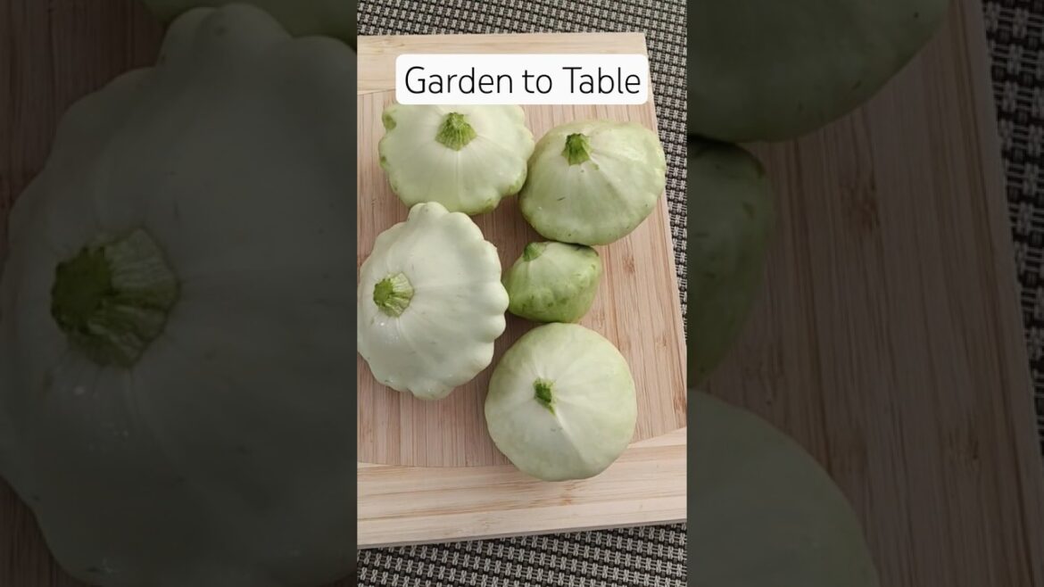 Cooking patty pan squash #smallspacegardening  #growyourownfood