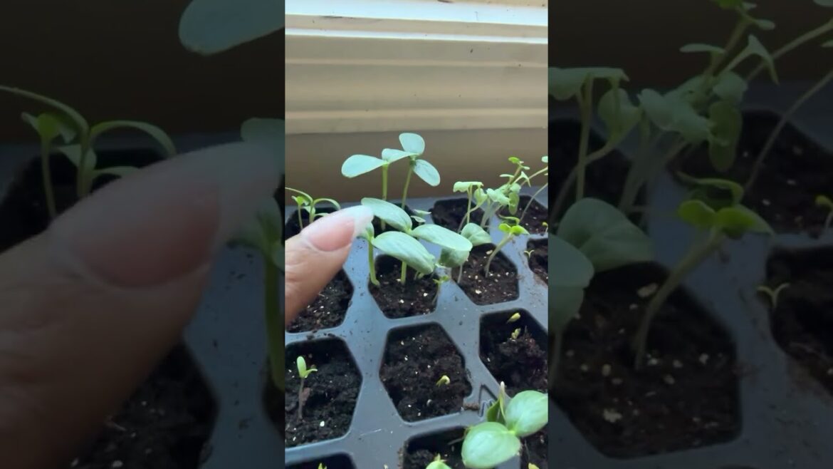 Vegetable Gardening | Plant With Me