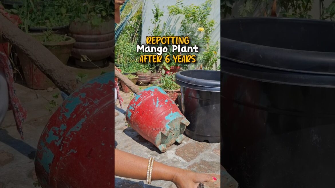 why I have to break this pot? Mango plant repot after 6 years