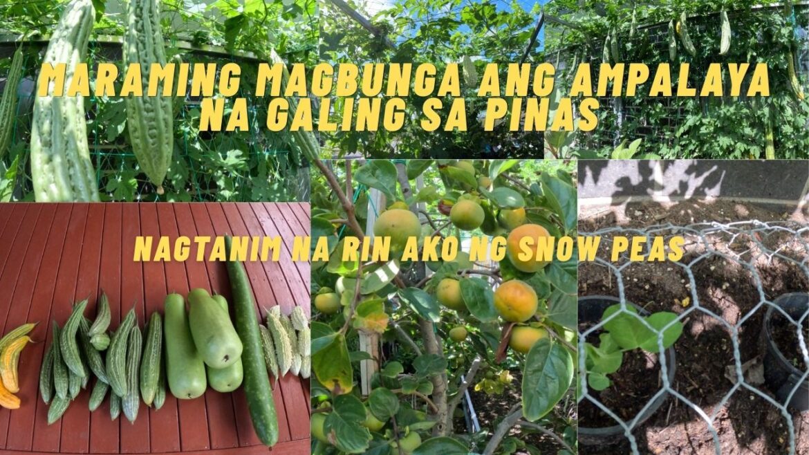 AMPALAYA GALING PINAS MARAMING MAGBUNGA