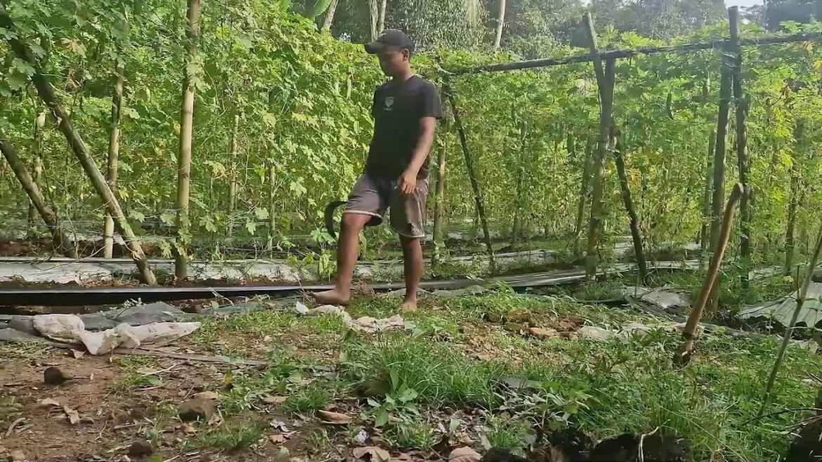UNBELIEVABLE MULCH INSTALLATION! WATCH THIS SMOOTH PULLING TECHNIQUE-agriculture farming UNBELIEVABLE MULCH INSTALLATION! WATCH THIS SMOOTH PULLING TECHNIQUE-agriculture farming