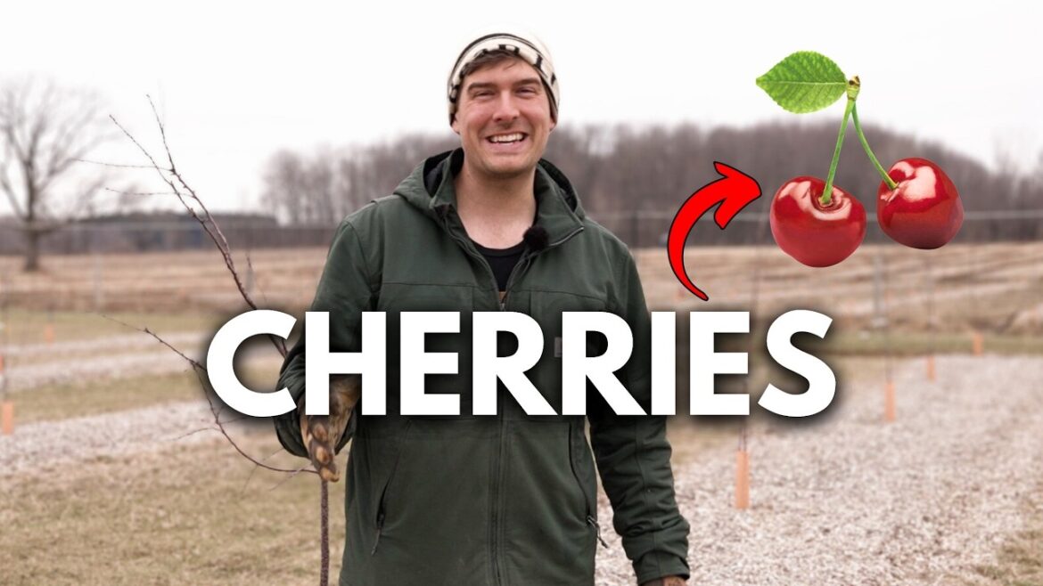 MIgardener: How to Prune Cherries EVERYTHING You Need to Know! How to Prune Cherries EVERYTHING You Need to Know!